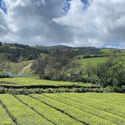 ignae tea farm azores